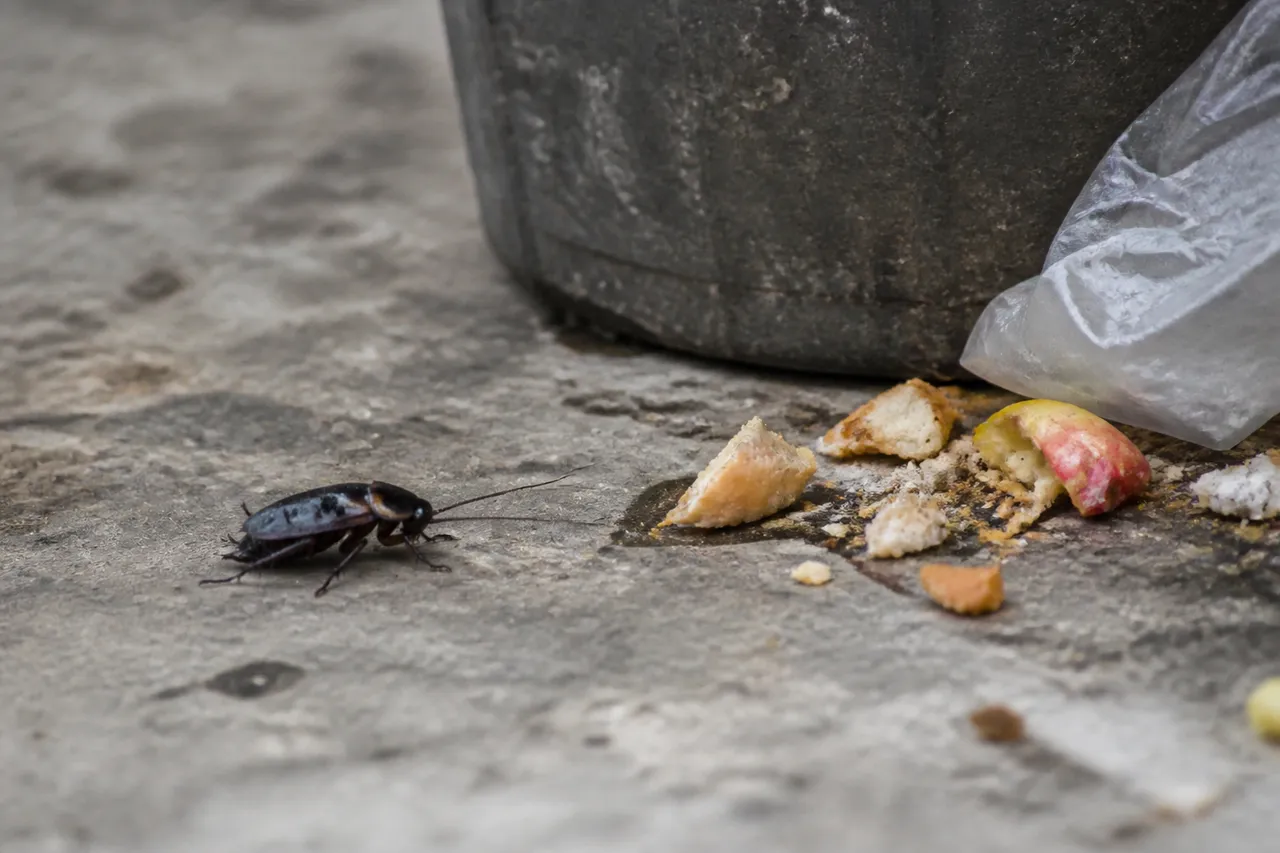 Cafard noir de jardin près de restes alimentaires