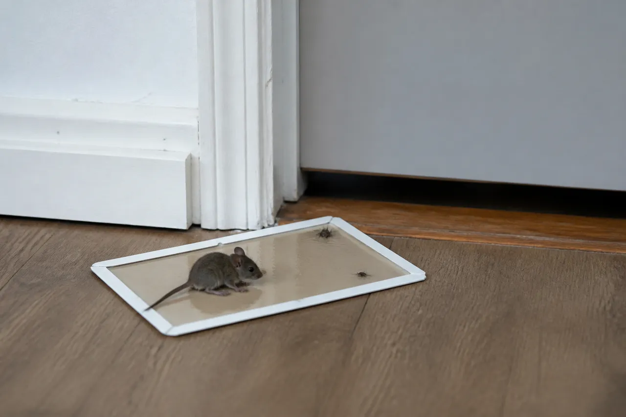 Piège glu près d'une porte contre les cafards de jardin